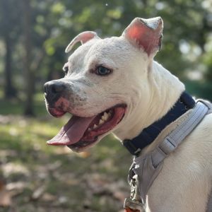 Glacier, Young Male Mixed Breed