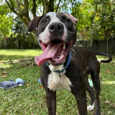 Bowser, an adoptable Mixed Breed in Kailua Kona, HI, 96740 | Photo Image 1