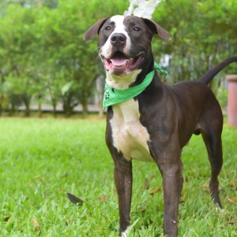 Bowser, an adoptable Mixed Breed in Kailua Kona, HI, 96740 | Photo Image 2