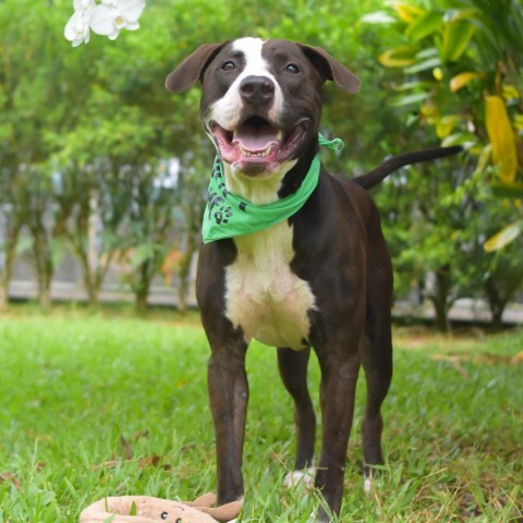 Bowser, an adoptable Mixed Breed in Kailua Kona, HI, 96740 | Photo Image 3