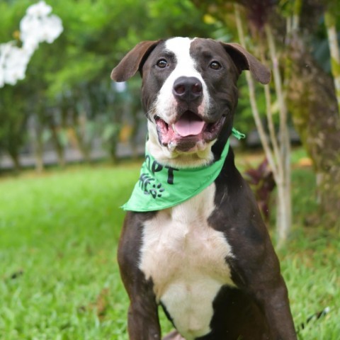 Bowser, an adoptable Mixed Breed in Kailua Kona, HI, 96740 | Photo Image 4