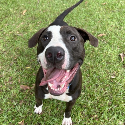 Bowser, an adoptable Mixed Breed in Kailua Kona, HI, 96740 | Photo Image 5