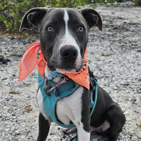 Littlefoot, an adoptable Mixed Breed in Kailua Kona, HI, 96740 | Photo Image 1