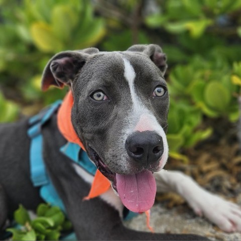 Littlefoot, an adoptable Mixed Breed in Kailua Kona, HI, 96740 | Photo Image 2