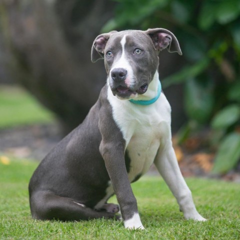 Littlefoot, an adoptable Mixed Breed in Kailua Kona, HI, 96740 | Photo Image 3