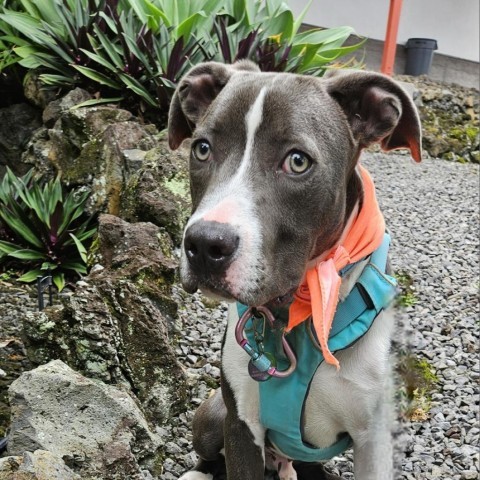 Littlefoot, an adoptable Mixed Breed in Kailua Kona, HI, 96740 | Photo Image 5