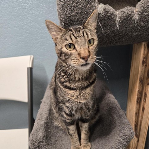 Trove, an adoptable Domestic Short Hair in Nampa, ID, 83651 | Photo Image 1