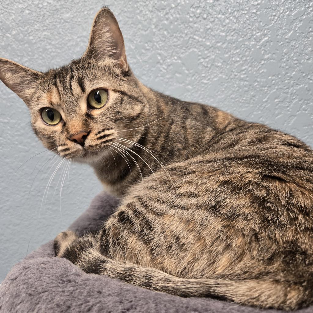 Pangolin, an adoptable Domestic Short Hair in Nampa, ID, 83651 | Photo Image 1