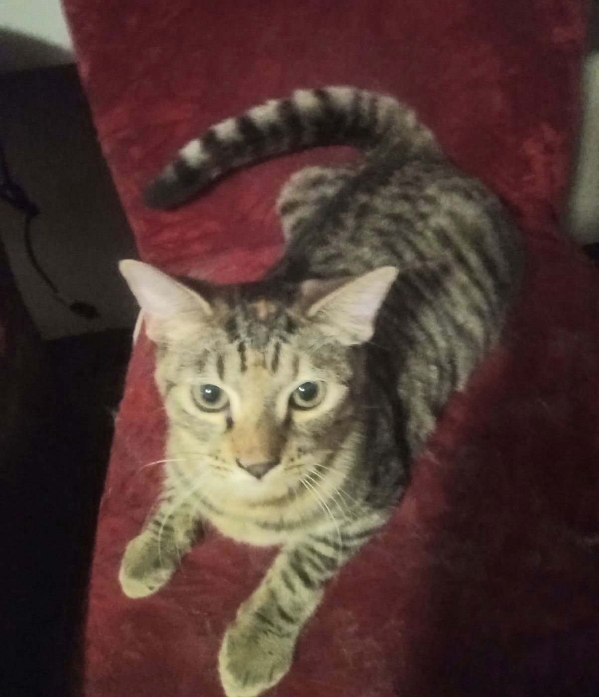 Nellie