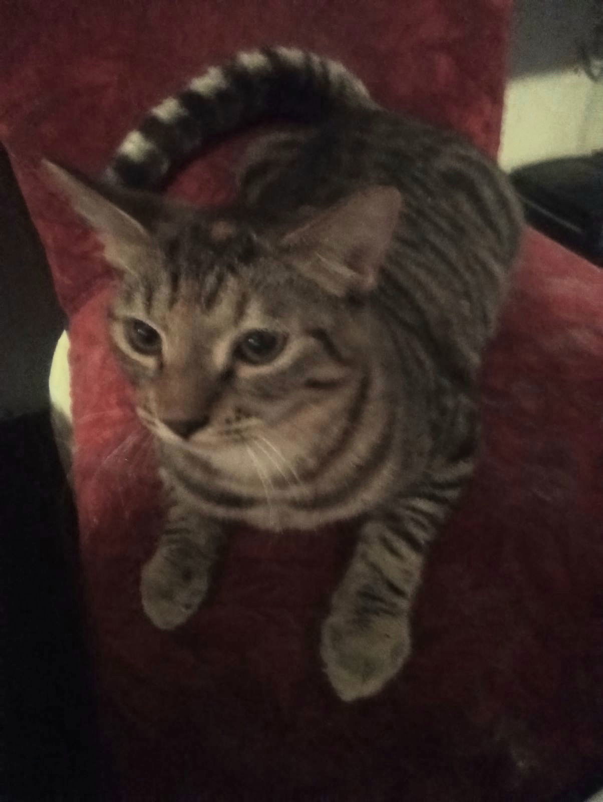 Nellie