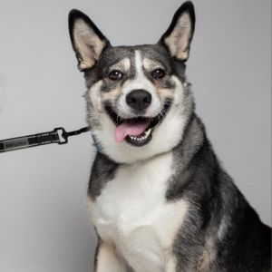 Sheba Husky Dog