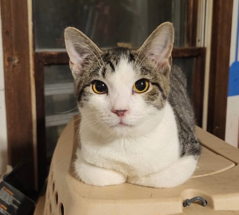 Havarti Fairfield, an adoptable Domestic Short Hair in Gorham, ME, 04038 | Photo Image 1