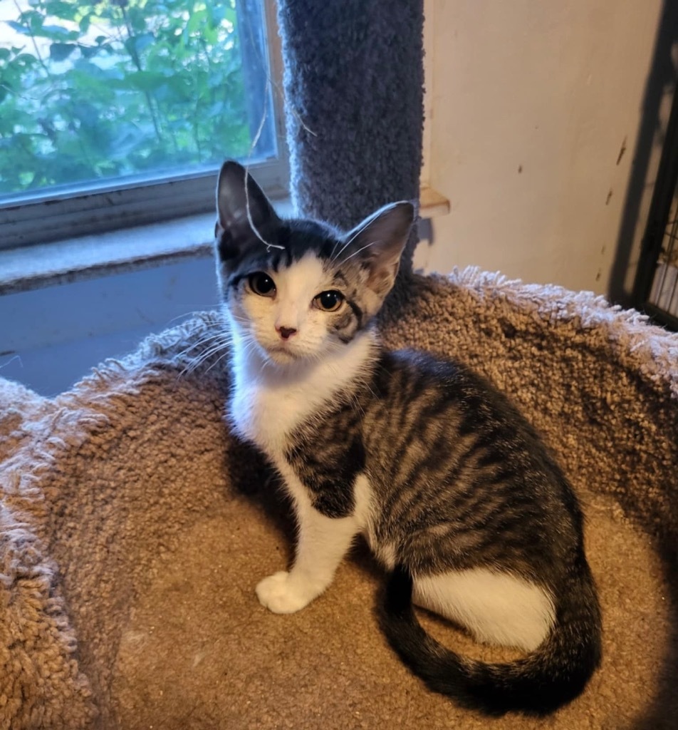 Havarti Fairfield, an adoptable Domestic Short Hair in Gorham, ME, 04038 | Photo Image 2