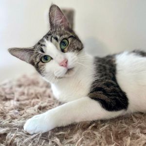 Lumine, Adult Female Domestic Short Hair