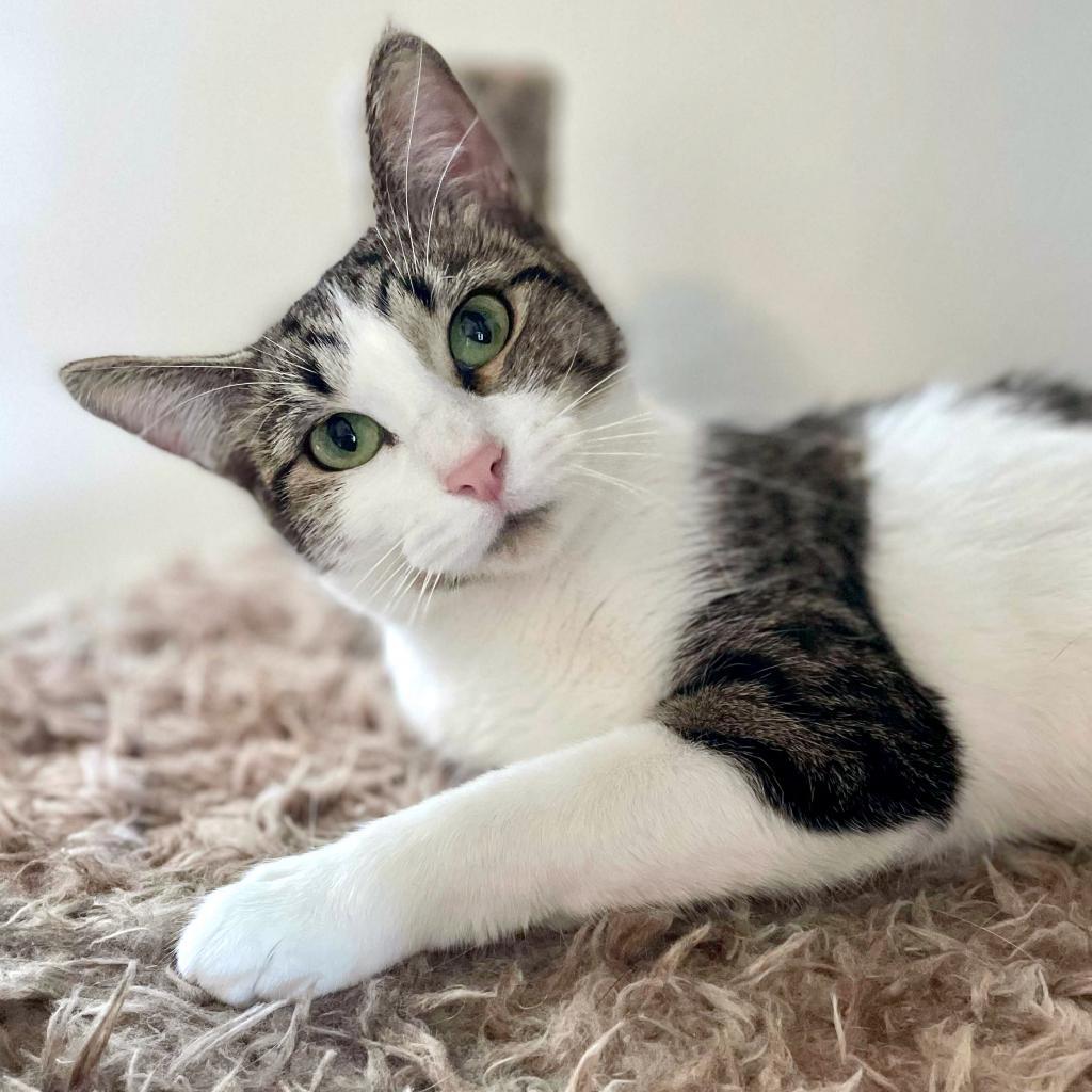 Lumine, an adoptable Domestic Short Hair in Rochester, MN, 55903 | Photo Image 1