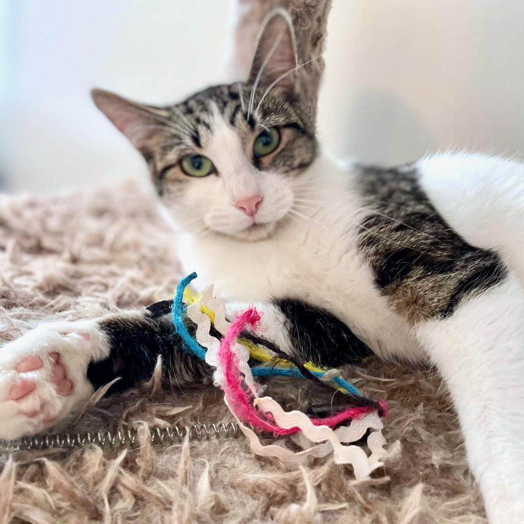 Lumine, an adoptable Domestic Short Hair in Rochester, MN, 55903 | Photo Image 2