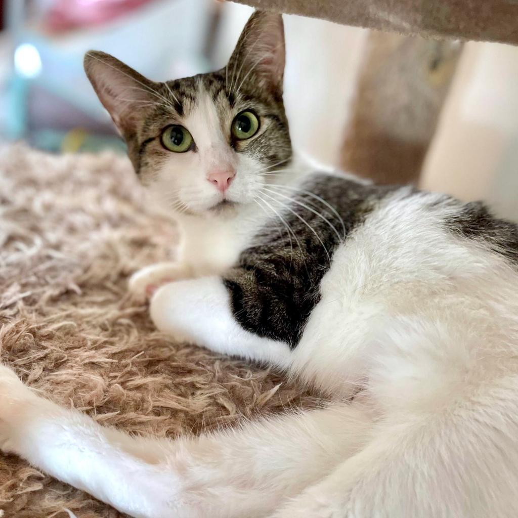 Lumine, an adoptable Domestic Short Hair in Rochester, MN, 55903 | Photo Image 3