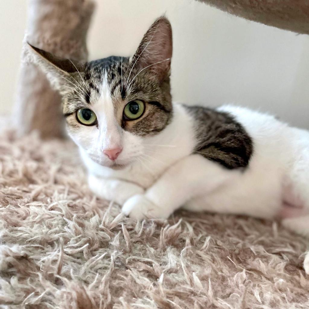 Lumine, an adoptable Domestic Short Hair in Rochester, MN, 55903 | Photo Image 4