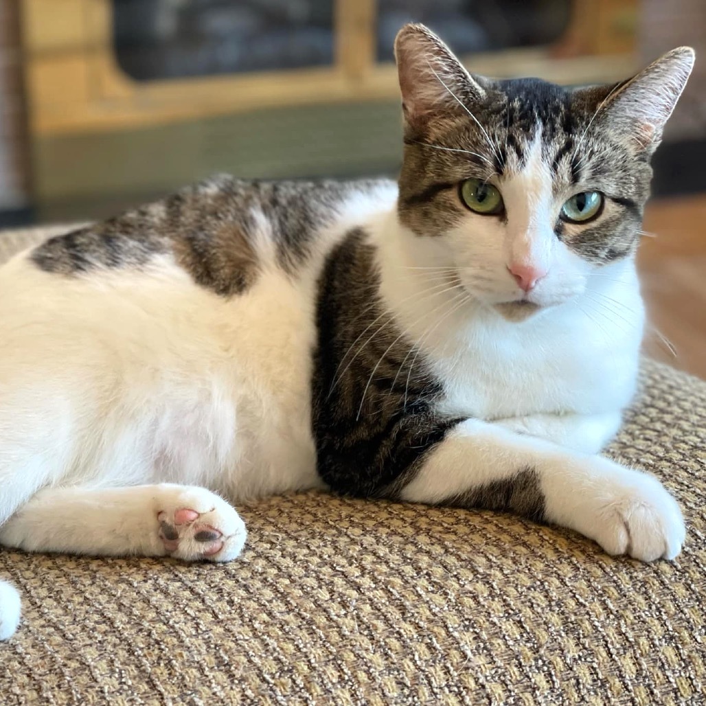 Lumine, an adoptable Domestic Short Hair in Rochester, MN, 55903 | Photo Image 5