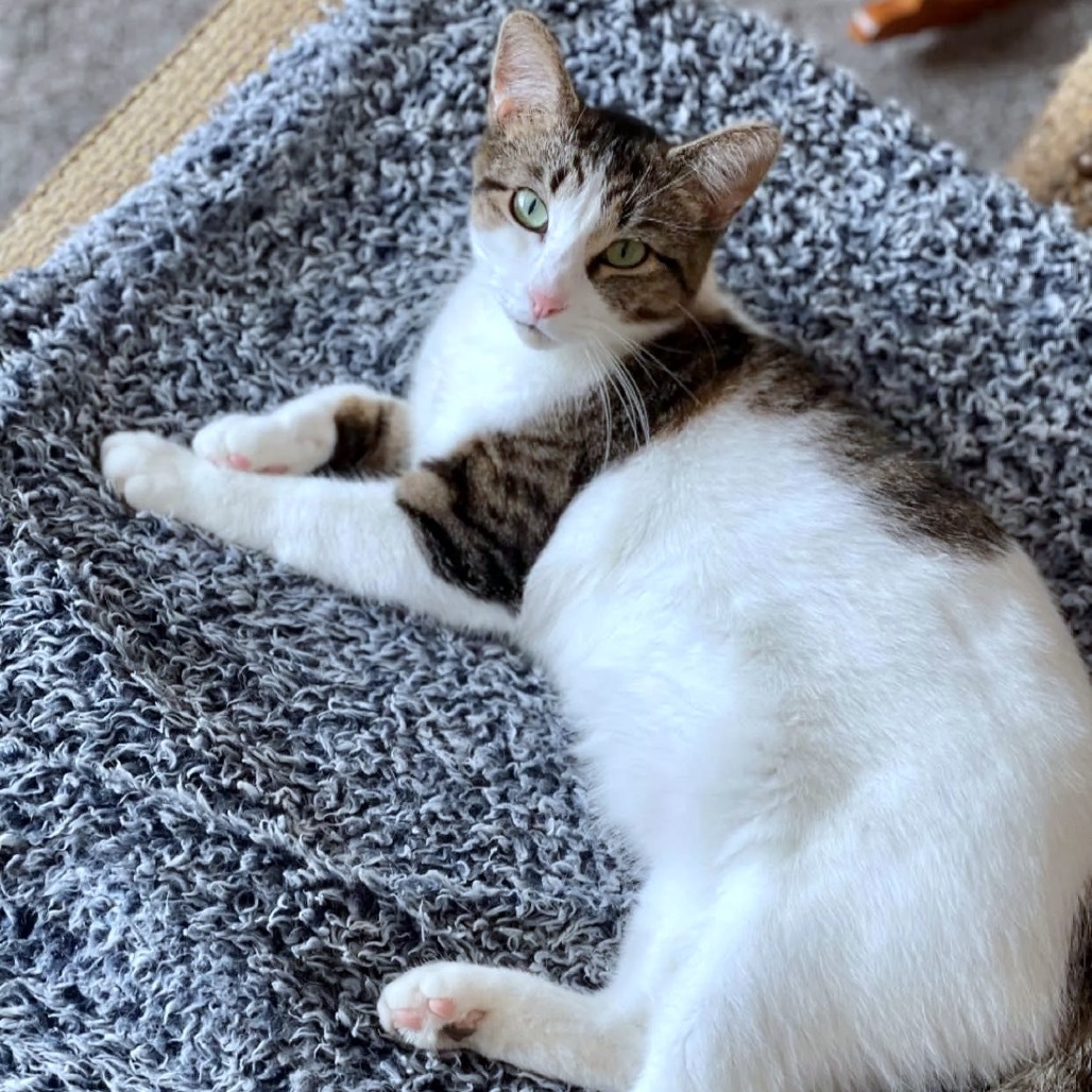 Lumine, an adoptable Domestic Short Hair in Rochester, MN, 55903 | Photo Image 6