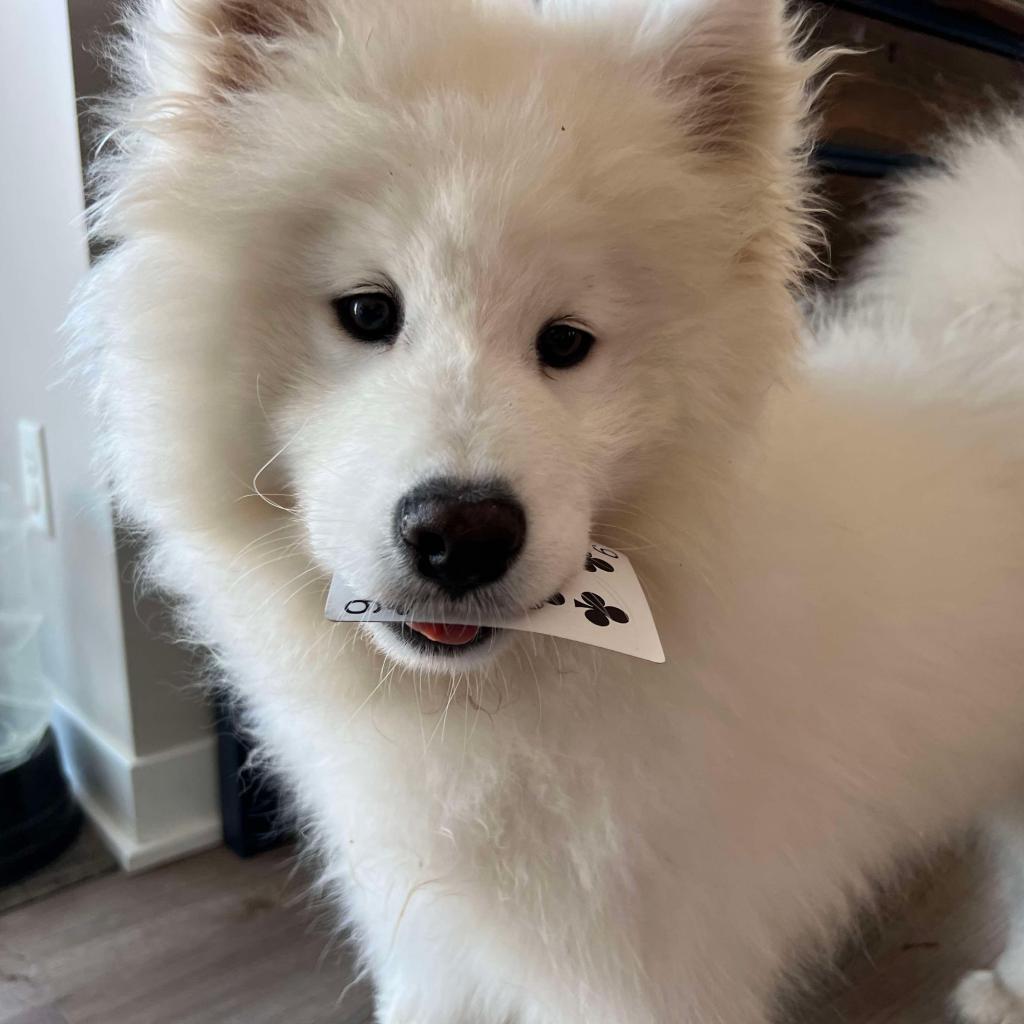 Lixue *Forever Foster*, an adoptable Samoyed in Rochester, MN, 55903 | Photo Image 1