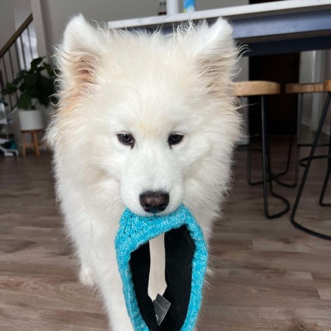 Lixue *Forever Foster*, an adoptable Samoyed in Rochester, MN, 55903 | Photo Image 2