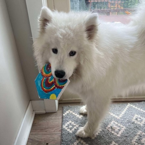 Lixue *Forever Foster*, an adoptable Samoyed in Rochester, MN, 55903 | Photo Image 2