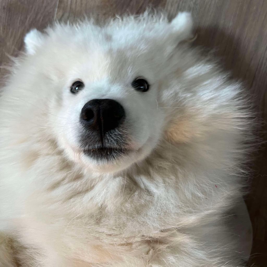 Lixue *Forever Foster*, an adoptable Samoyed in Rochester, MN, 55903 | Photo Image 2