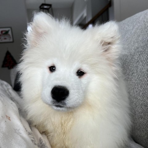 Lixue *Forever Foster*, an adoptable Samoyed in Rochester, MN, 55903 | Photo Image 3