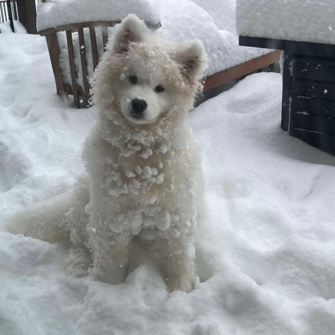 Lixue *Forever Foster*, an adoptable Samoyed in Rochester, MN, 55903 | Photo Image 4