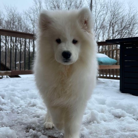 Lixue *Forever Foster*, an adoptable Samoyed in Rochester, MN, 55903 | Photo Image 4