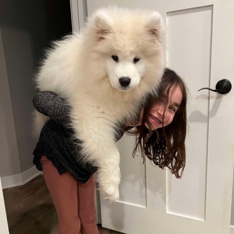 Lixue *Forever Foster*, an adoptable Samoyed in Rochester, MN, 55903 | Photo Image 5