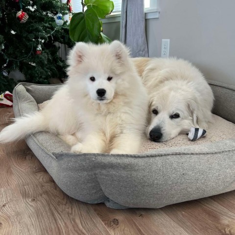 Lixue *Forever Foster*, an adoptable Samoyed in Rochester, MN, 55903 | Photo Image 6