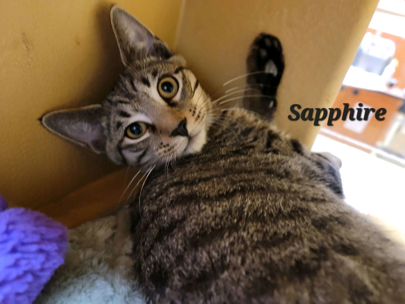 Sapphire (24-484)