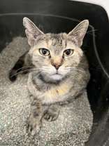 Joan, an adoptable Domestic Short Hair, Torbie in Oskaloosa, IA, 52577 | Photo Image 1