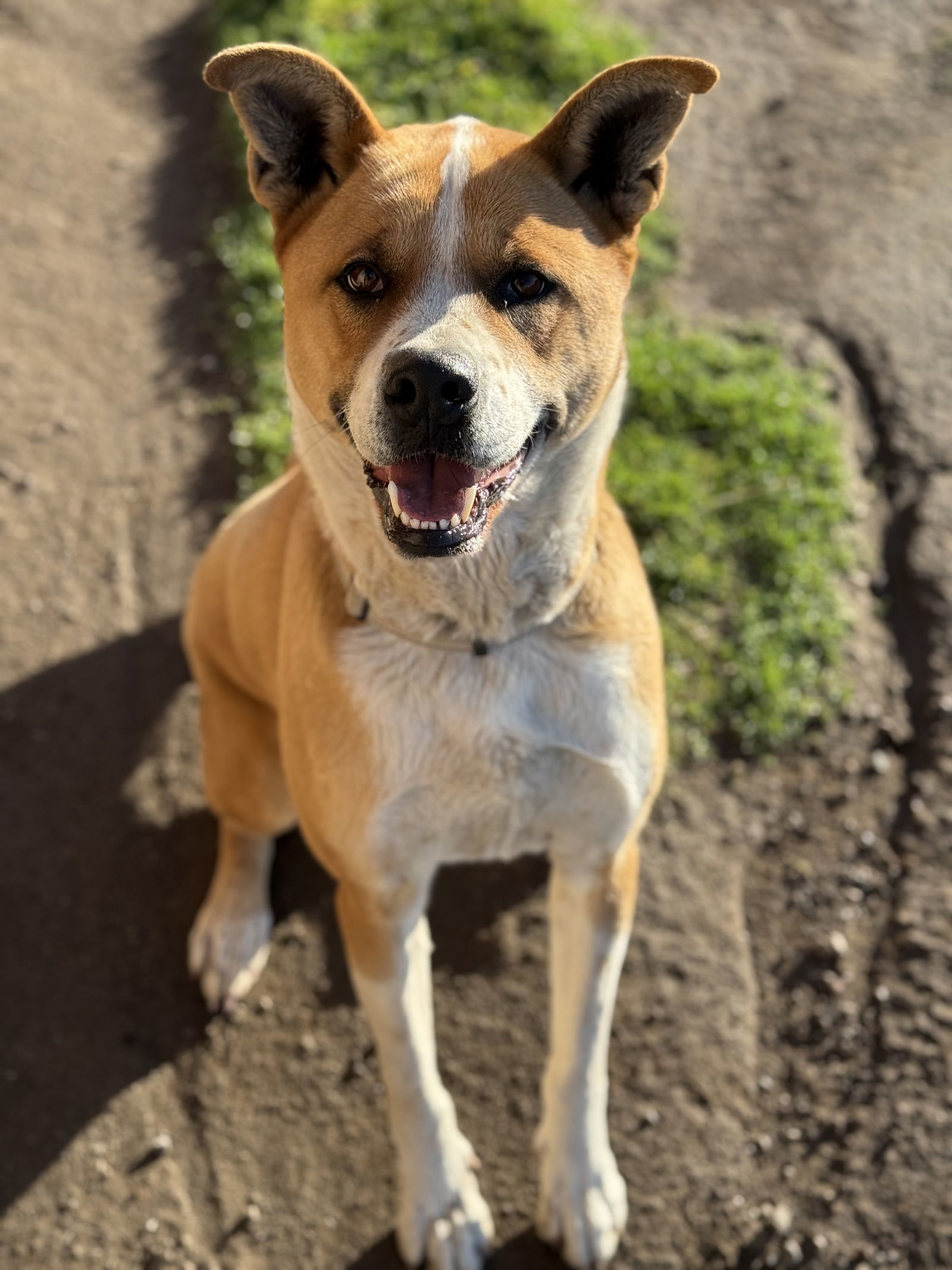 Caleb, an adoptable Boxer in Yreka, CA, 96097 | Photo Image 1