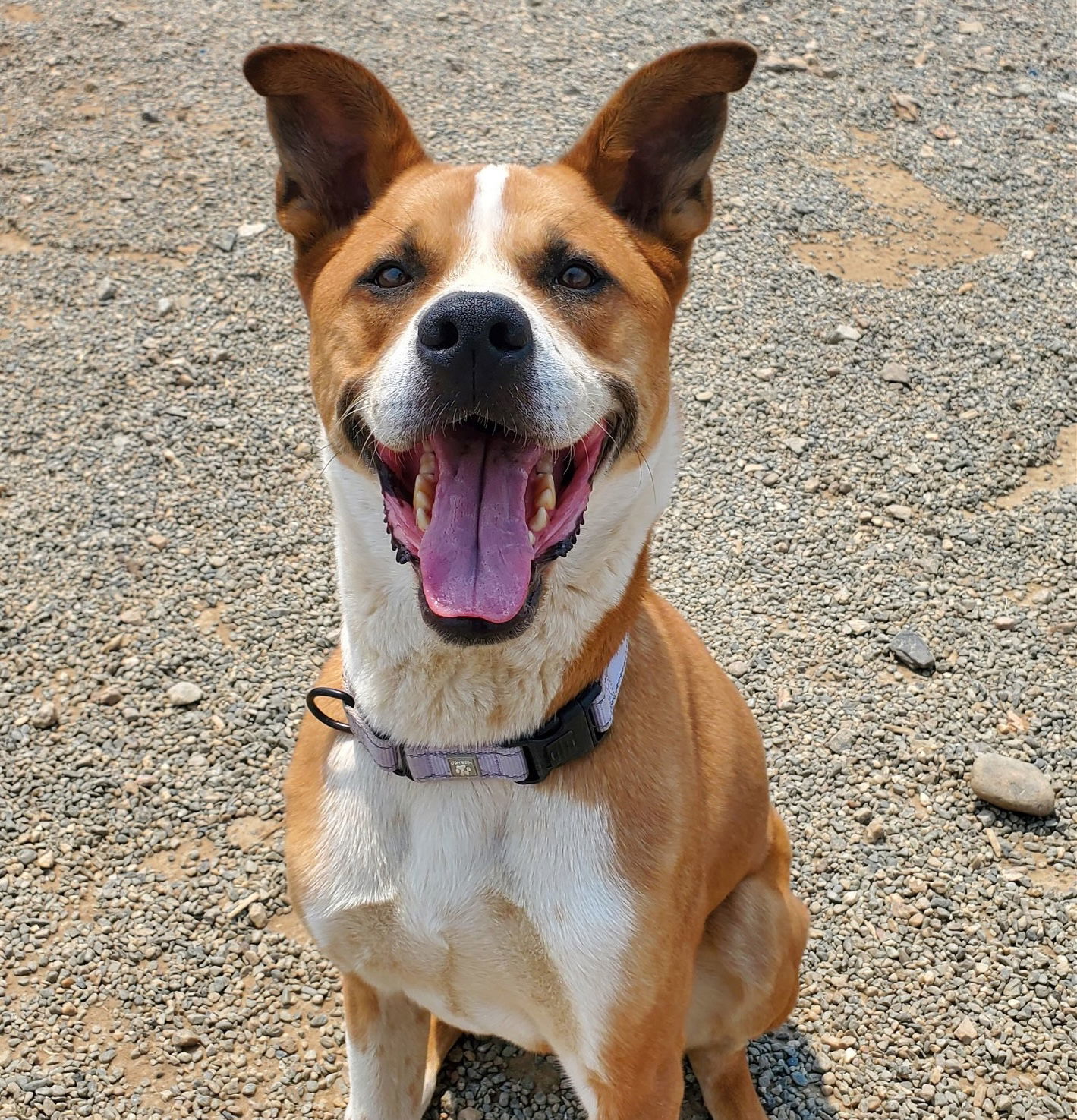 Caleb, an adoptable Boxer in Yreka, CA, 96097 | Photo Image 2