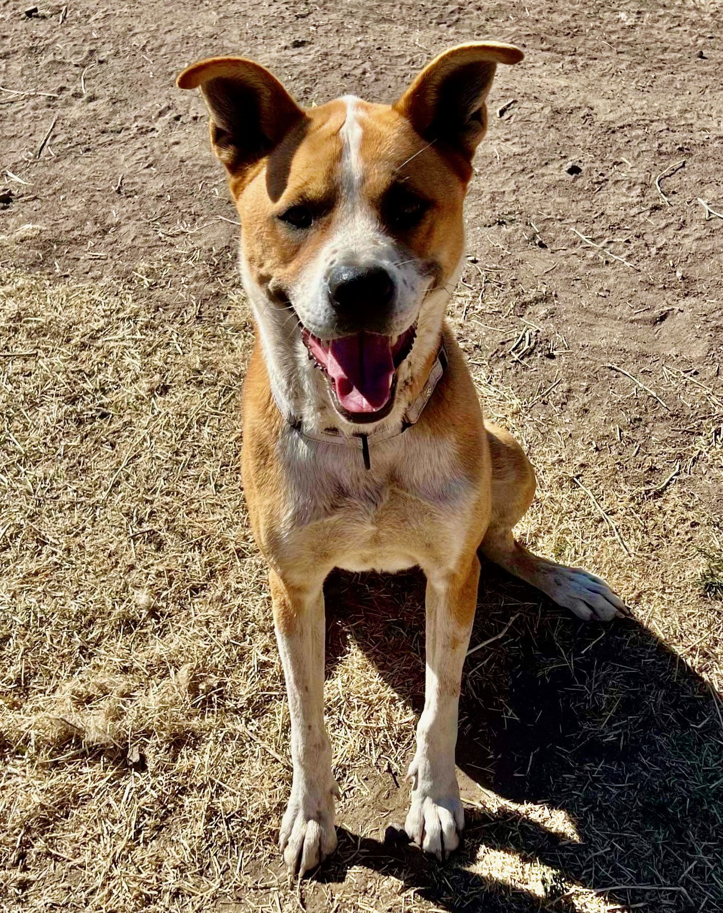 Caleb, an adoptable Boxer in Yreka, CA, 96097 | Photo Image 2