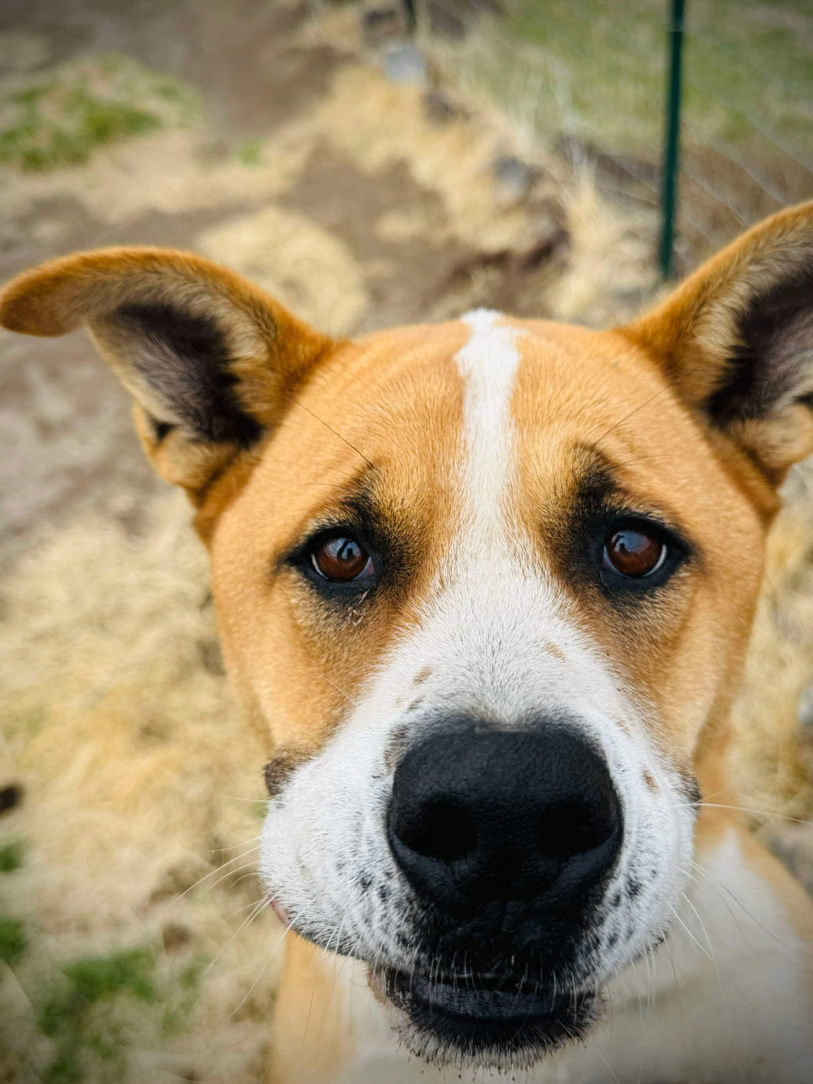 Caleb, an adoptable Boxer in Yreka, CA, 96097 | Photo Image 3
