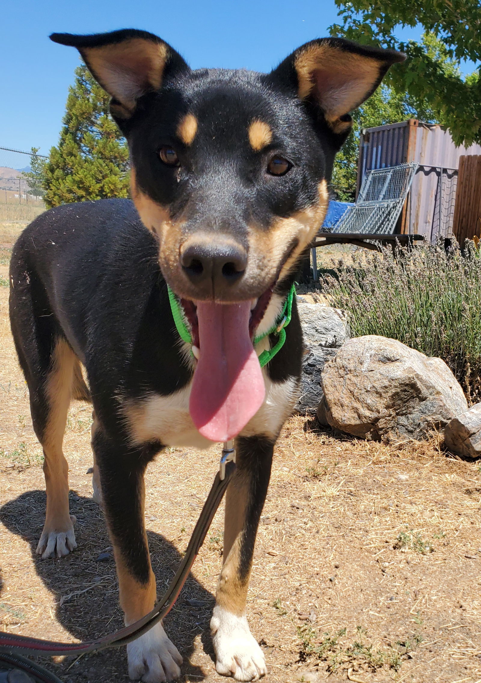 Gordon, an adoptable Cattle Dog in Yreka, CA, 96097 | Photo Image 1