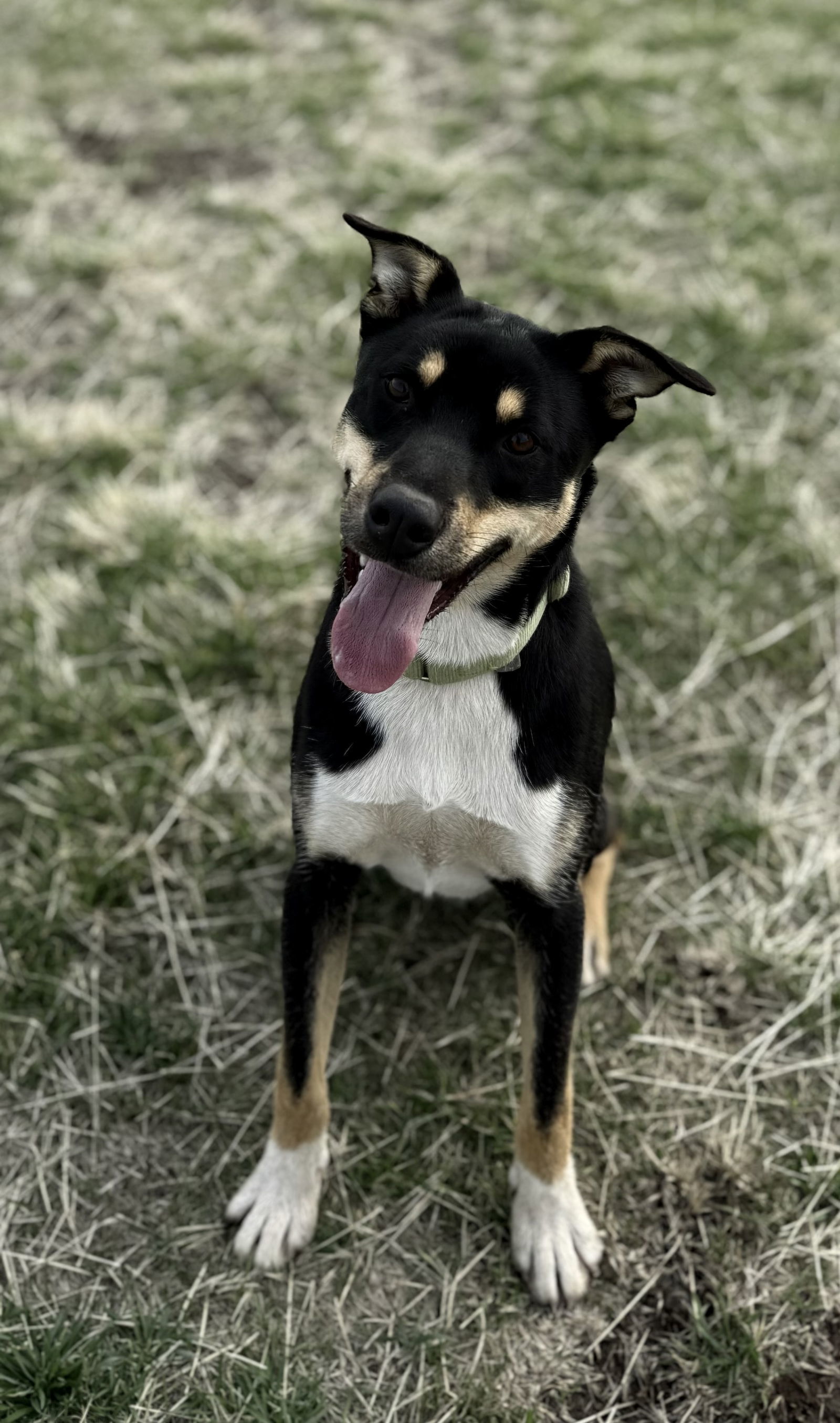 Gordon, an adoptable Cattle Dog in Yreka, CA, 96097 | Photo Image 2