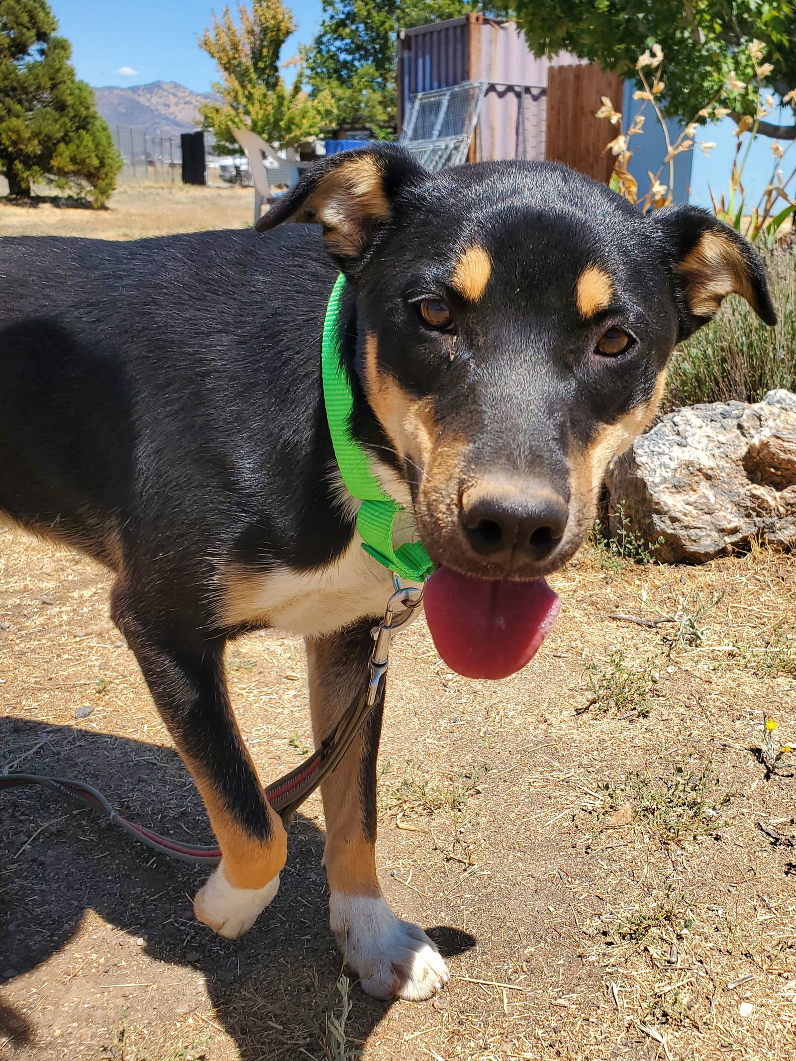 Gordon, an adoptable Cattle Dog in Yreka, CA, 96097 | Photo Image 3