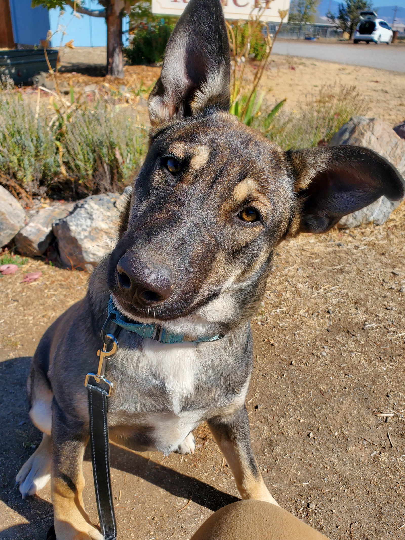 Audrey, an adoptable Collie, Husky in Yreka, CA, 96097 | Photo Image 1