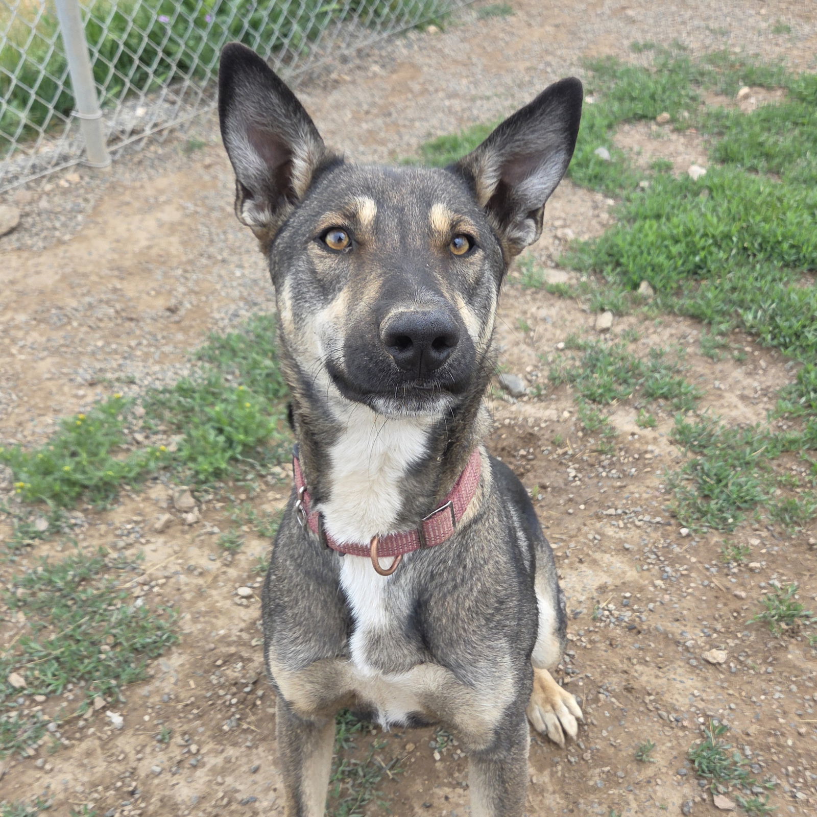 Audrey, an adoptable Collie, Husky in Yreka, CA, 96097 | Photo Image 1