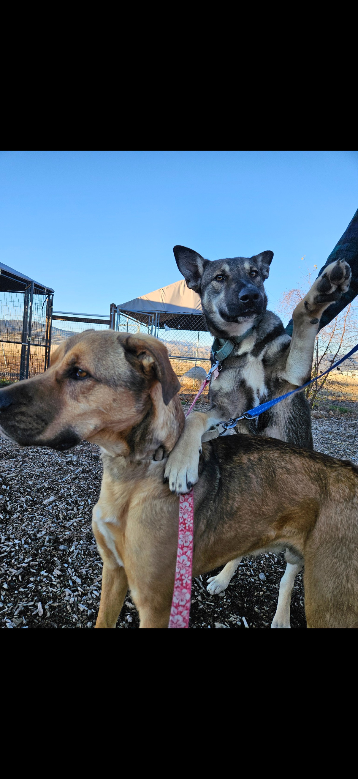 Audrey, an adoptable Collie, Husky in Yreka, CA, 96097 | Photo Image 2