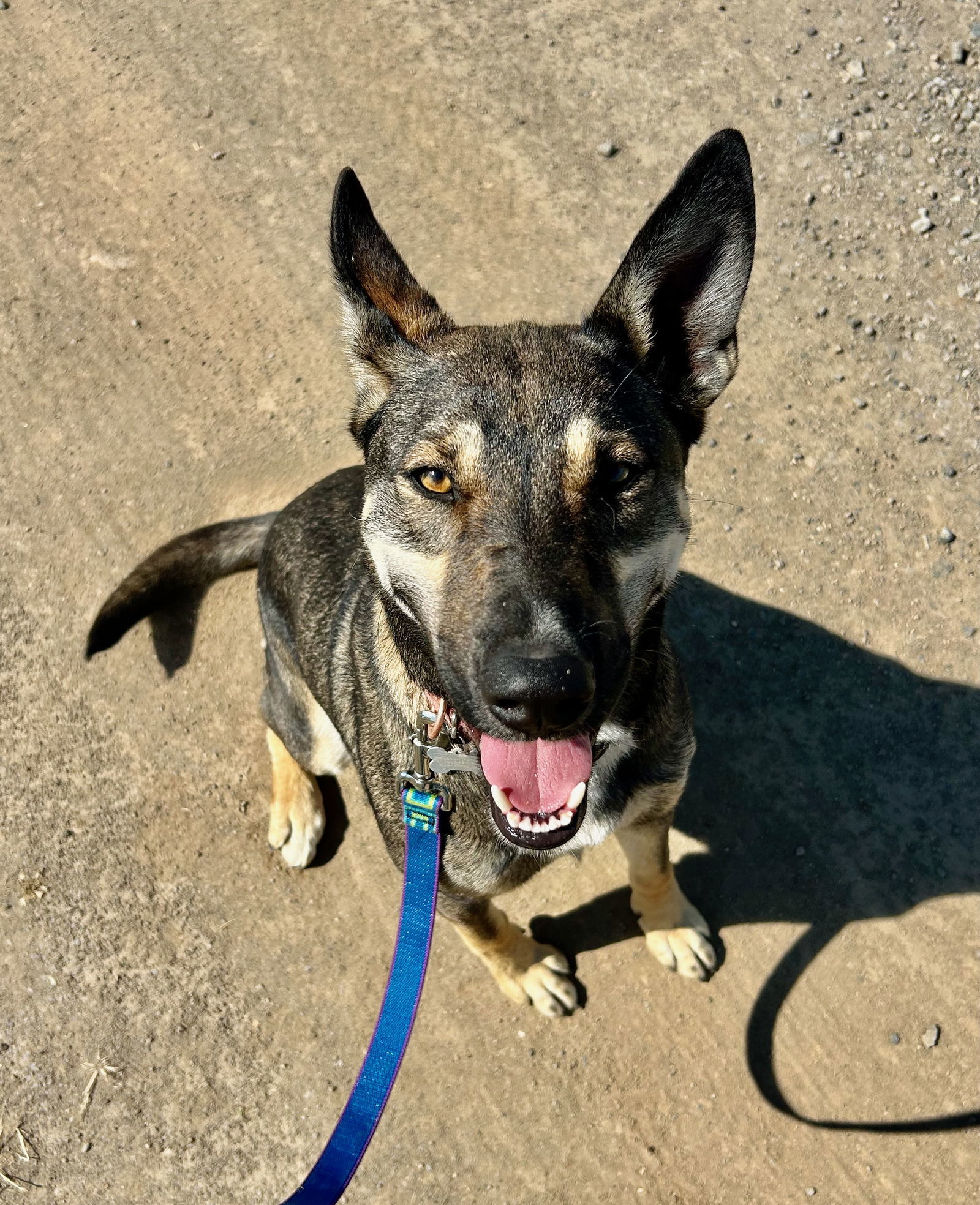 Audrey, an adoptable Collie, Husky in Yreka, CA, 96097 | Photo Image 2