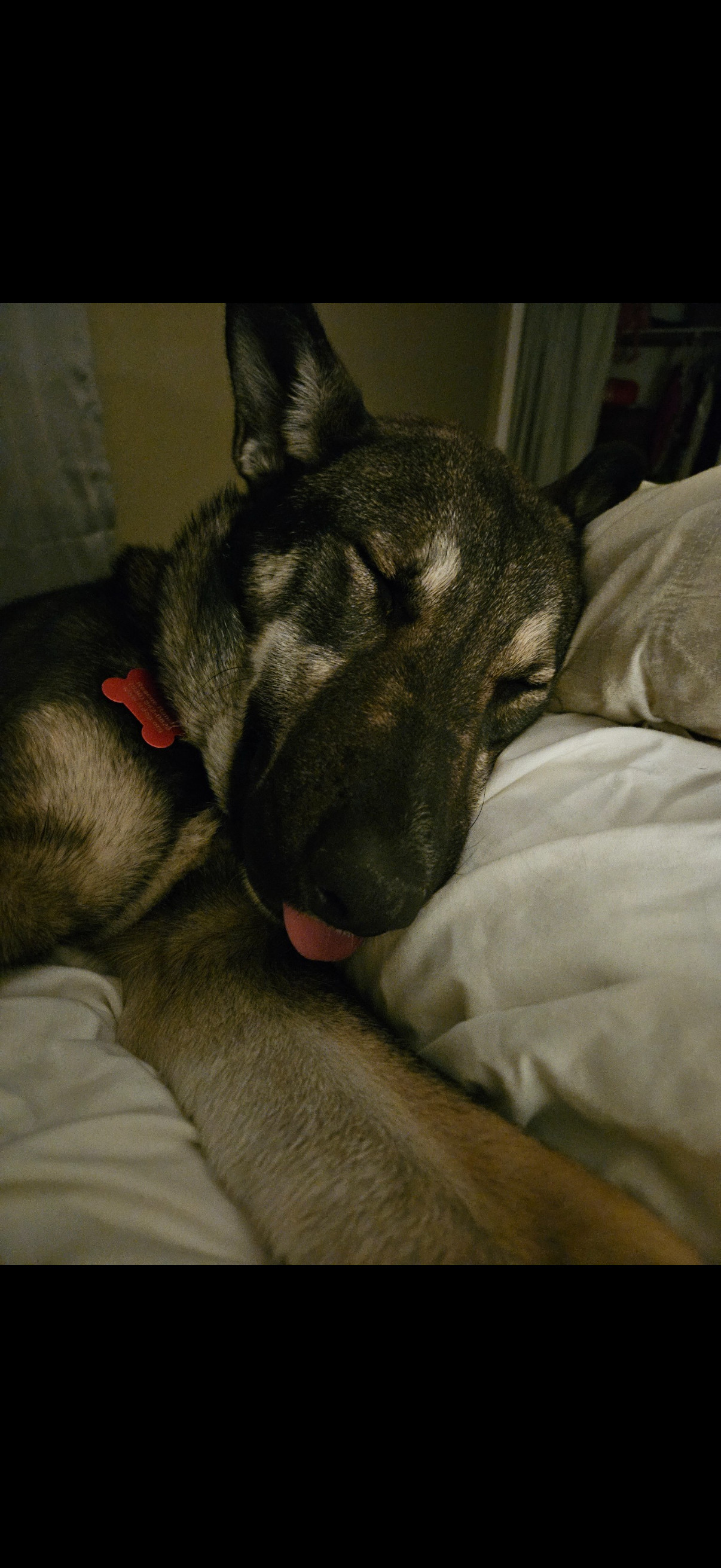 Audrey, an adoptable Collie, Husky in Yreka, CA, 96097 | Photo Image 3
