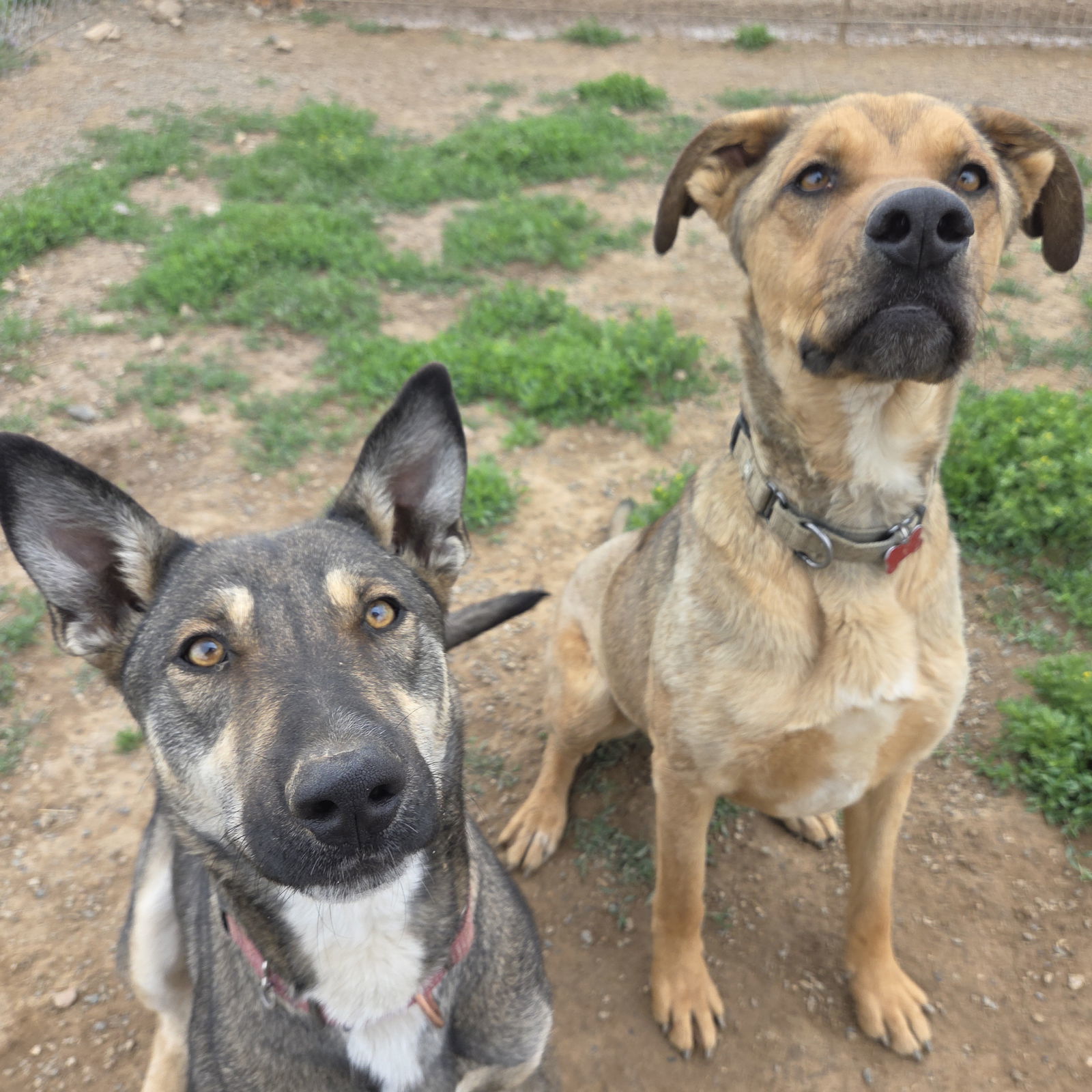 Audrey, an adoptable Collie, Husky in Yreka, CA, 96097 | Photo Image 3