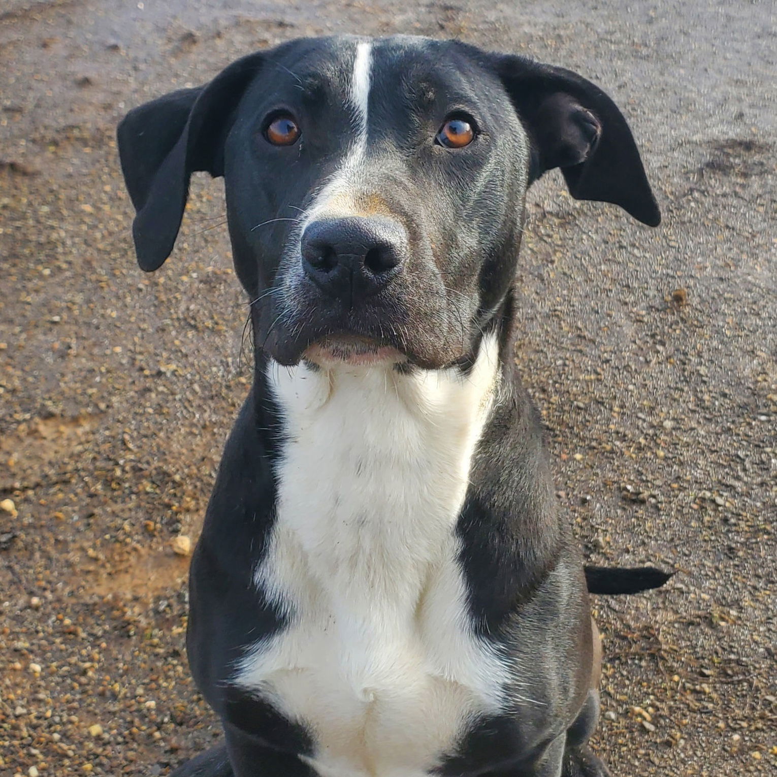 Miya, an adoptable Pit Bull Terrier, Rhodesian Ridgeback in Yreka, CA, 96097 | Photo Image 1
