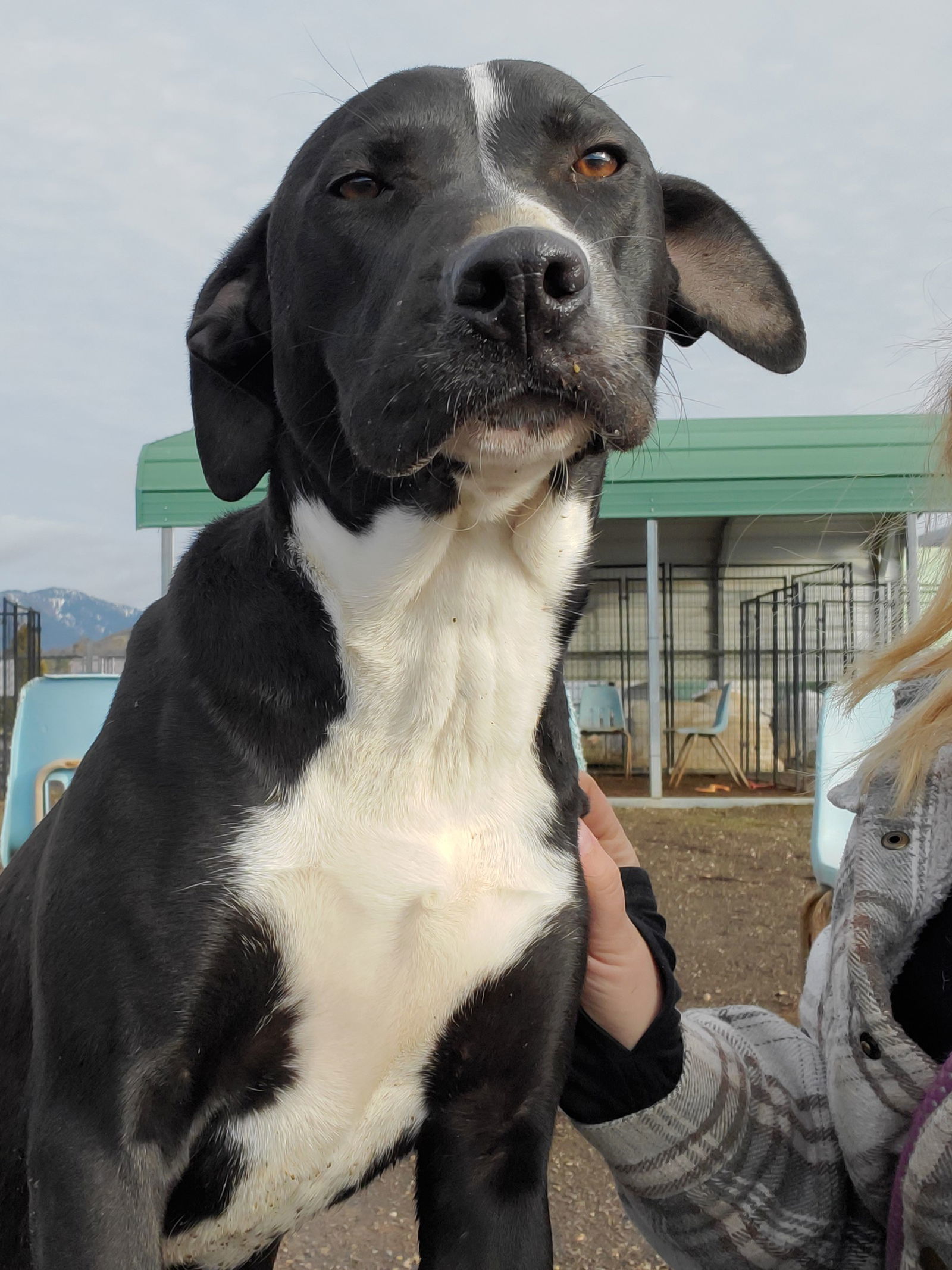 Miya, an adoptable Pit Bull Terrier, Rhodesian Ridgeback in Yreka, CA, 96097 | Photo Image 2